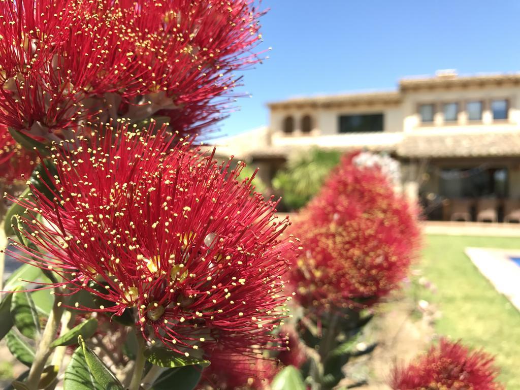 Moliner Premium Villa Pollensa